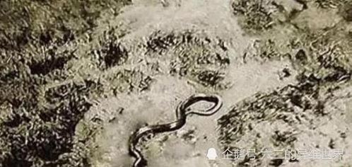 世界上最长的照片,揭秘世界上最长照片的壮丽画卷