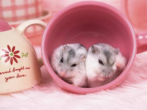 鸡兔英雄与暗黑仓鼠,一场奇幻冒险之旅