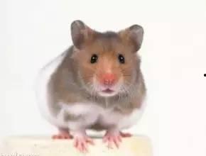 鸡兔英雄与暗黑仓鼠,一场奇幻冒险之旅